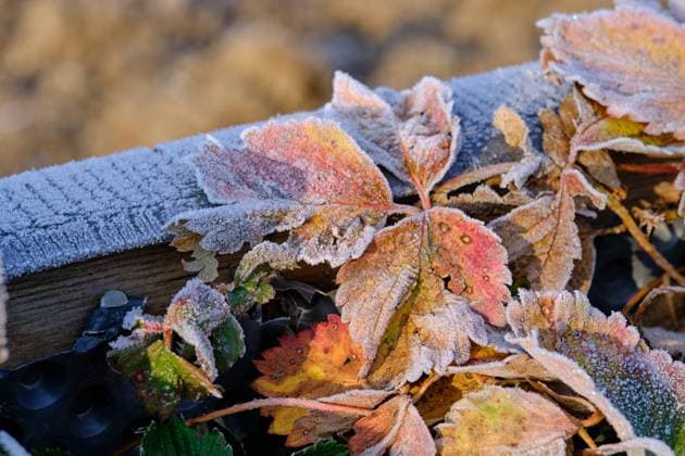IMAGO Creative: Garten, Anbau im Hochbeet Austria - January 14, 2024: Im Gartenbeet gefrorene Erdbeerpflanzen im letzten Licht. Burgenland Austria *** Austria January 14, 2024 Strawberry plants frozen in the garden bed in the last light Burgenland Austria 