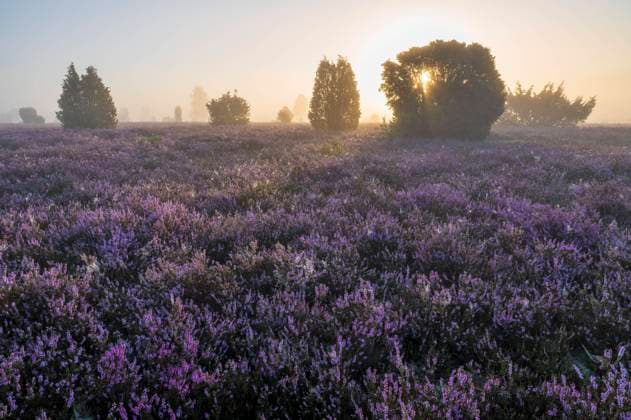 Heidelandschaft, blühende Besenheide (Calluna vulgaris), bei Sonnenaufgang, Morgennebel, Lüneburger Heide, Niedersachsen, Deutschland, Europa *** Heath landscape, Flowering Besenheide Calluna vulgaris , at Sunrise, Morning fog, Lüneburg Heide, Lower Saxony, Germany, Europe Copyright: imageBROKER FrankxSommariva ibxfso10084427.jpg
