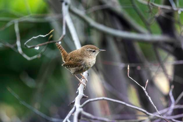  Zaunkönig (Troglodytes troglodytes), sitzt auf Ast, Baden-Württemberg, Deutschland, Europa *** Wren troglodytes troglodytes , sits at Branch, Bathing Württemberg, Germany, Europe Copyright: imageBROKER/HarryxLaub ibxhal10076735.jpg