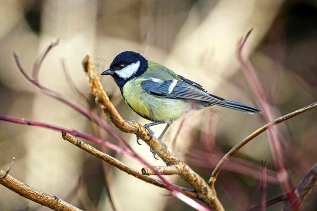  Kohlmeise (Parus major), sitzt auf Ast, Baden-Württemberg, Deutschland, Europa *** Kohlmeise Parus Major , sits at Branch, Bathing Württemberg, Germany, Europe Copyright: imageBROKER/HarryxLaub ibxhal10076746.jpg