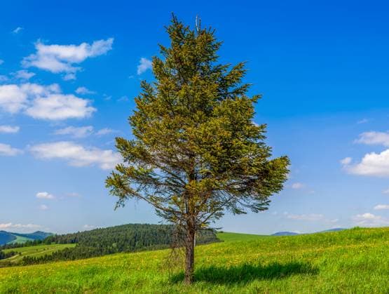 Spruce tree on the hills Spruce tree on the hills eco environment Copyright: xZoonar.com JanxxWachalax 20807694