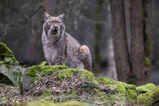 Tiere im Winter 13.01.2024 Hanau Ein Luchs sitzt im Wildpark -Alte Fasanerie- auf einen Hügel. Hanau Hanau Hessen Germany *** Animals in winter 13 01 2024 Hanau A lynx sits on a hill in the Alte Fasanerie wildlife park Hanau Hanau Hessen Germany
