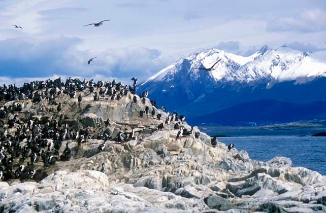 Creative Highlights World Cormorants on rocks near Beagle Channel and Bridges Islands, Ushuaia, southern Argentina Cormorants on rocks near Beagle Channel and Bridges Islands, Ushuaia, southern Argentina <br>Model Release: No<br>Property Release: No EDITORIAL USE ONLY Copyright: xx VOW3-076 JoexSohmx voaphotos002727