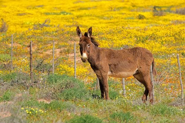 A free-range donkey standing in a field with yellow wild flowers A free-range donkey standing in a field with yellow wild flowers, Namaqualand, South Africa Copyright: xZoonar.com NicoxSmitx 20837123