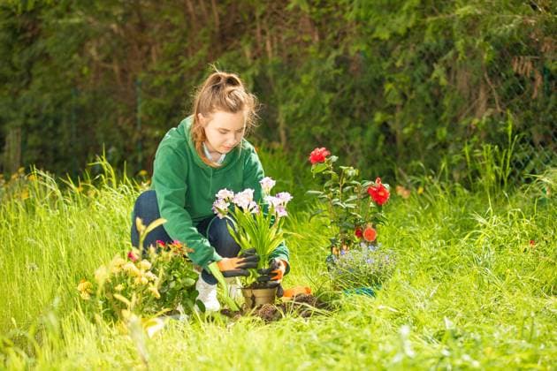 pretty, young woman planting flowers in the soil. R_ZQLZ240121-1336856-01 ,model released, Symbolfoto