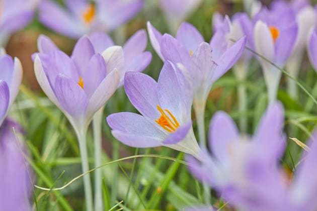 Purple crocuses in flower in early spring, one of the earliest flowers to announce the arrival of spring, in Devon, England, United Kingdom, Europe Copyright: NigelxHicks 1202-680