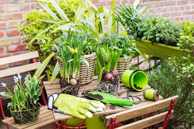Various flower plants near gardening gloves on table property released, GWF07971