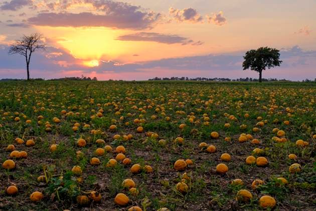 Austria, Lower Austria, Poysdorf, Pumpkin field at sunset, LBF03879