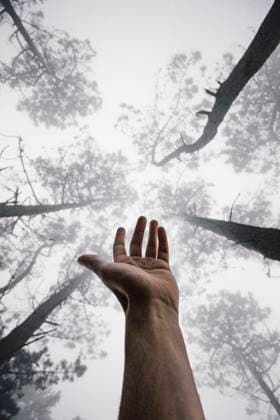 Creative Highlights Symbolbilder Hand of young man raised up into tree canopy model released, Symbolfoto, MMPF01151