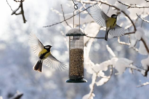 birds (Great tit) on feeding place two birds flying on feeding place, wings wide open, (great tit, Kohlmeise, Parus major), backlight, blurred background, snow, winter white and blue colours Copyright: xMartinxGruberx