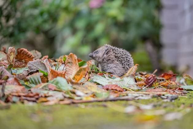 IMAGO Creative: Jahreszeit Herbst, Igel beziehen Winterquartier Jung Igel Jung Igel auf Futtersuche Copyright: xZoonar.com KayxAugustinx 20888777