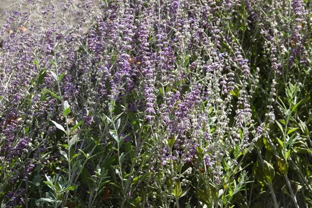 Perovskia atriplicifolia, Blauraute, Russian Sage Perovskia atriplicifolia, Blauraute, Russian Sage Copyright: xZoonar.com PeterxHimmelhuberx 20891155