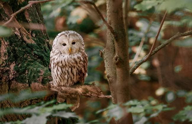 Beautiful Ural Owl, Strix uralensis Beautiful Ural Owl, Strix uralensis, sitting on tree branch, in green leaves oak forest, Wildlife scene from nature. Habitat with wild bird Copyright: xZoonar.com OlgaxSergeevax 20891392