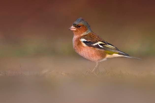 Buchfink, Buch-Fink (Fringilla coelebs), Maennchen sucht auf einer Wiese nach nahrung, Seitenansicht, Italien, Toskana chaffinch, Eurasian chaffinch, common chaffinch (Fringilla coelebs), male foraging in a meadow, side view, Italy, Tuscany, Piana fiorentina; Stagno di Peretola, Firenze BLWS701925 *** Chaffinch, Book Fink Fringilla coelebs , Men searches at a Meadow to food, Side view, Italy, Tuscany chaffinch, EURASIAN chaffinch, Common Chaffinch Fringilla coelebs , Male foraging in a meadow, Side view, Italy, Tuscany, Piana Fiorentina Stagno Tue Peretola, Firenze BLWS701925 Copyright: xblickwinkel AGAMI D.xOcchiatox