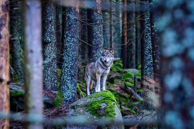 Tschechien, Petr Pavel besucht Sumava National Park A wolf is seen at a wolf enclosure at the Sumava National Park, Srni, Czech Republic, on January 24, 2024, during visit of Czech President Petr Pavel. (CTKxPhoto VaclavxPancer) CTKPhotoP2024012406697  CTKPhotoP2024012406697