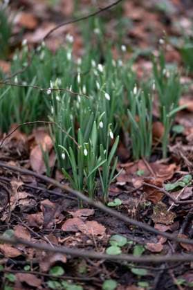 Amsterdam The Netherlands 24th January 2024 Galanthus Snowdrops Sneeuwklokjes growing in the Amsterdamse Bos showing that spring is on its way dutch, nl, flower, flowers, bloemen