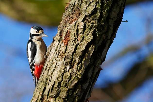 Buntspecht (Dendrocopos major), Männchen sitzt auf einem Ast, Schleswig-Holstein, Deutschland, Europa *** Buntspecht Dendrocopos Major , Male sits at a Branch, Schleswig Holstein, Germany, Europe Copyright: imageBROKER/JustusxdexCuveland ibxuve10109826.jpg