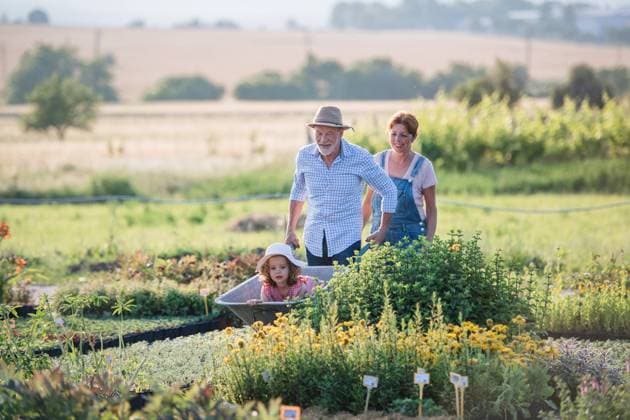 IMAGO Creative: Sommer, Sommertage im Garten Senior grandparents pushing granddaughter in wheelbarrow when gardening. Senior grandparents pushing granddaughter in wheelbarrow when gardening in garden center. model released Copyright: xx Seniors_child_gardening_II_2019_349