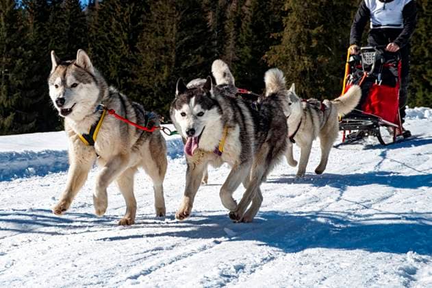 Sled dog scene in the italian alps Sled dog scene in the italian alps Copyright: xZoonar.com NicolaxColombox 20939566