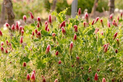 A field of great burnet flowers (Sanguisorba officinalis) 2545527