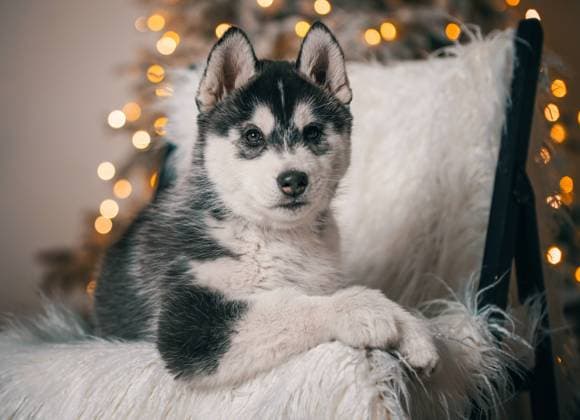 husky puppy is lying on a black wooden chair with white artificial fur against the background of a Christmas tree with festive lights black and white husky puppy is lying on a black wooden chair with white artificial fur against the background of a Christmas tree with festive lights Copyright: xZoonar.com SofiiaxPotaninax 20963929