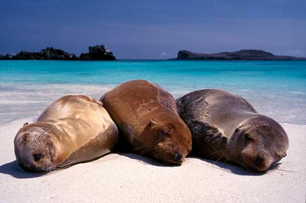 Sea lions sleeping on beach Galapagos Islands, Galapagos Islands, Ecuador, 21.12.2023, TTBB_BLD140738.jpg, animals, beach, beauty in nature, calm, color image, copy space, day, environment, horizontal, nature, nobody, outdoors, peace, photography, relaxation, sand, scenic view, sea lion, seal, serenity, sleeping, sunbathing, sunny, three animals, together, tranquil scene, tranquility, travel, travel destinations, , etherealanimal, aquatic, asleep, basking, beauty, carnivore, coast, coastland, coastline, color, colour, creature, daylight, daytime, dozing, fur, mammal, marine, natural, negative space, outdoor, outside, peaceful, relaxing, resting, scenics, seacoast, seashore, serene, shore, shoreline, sleeper, slumbering, snoozing, sun bathi Copyright: xMikexTauberx