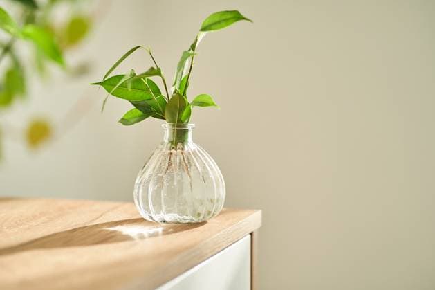 Glass vase in the sun with a ficus shoot that takes root in the water. A small glass vase in the sun with a ficus shoot that takes root in the water. Copyright: xZoonar.com borisovaxmarevgennax 20975287
