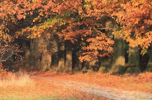 Herbst in Orange Herbstlicher Weg bei Holscha (Oberlausitz) Copyright: xZoonar.com JensxBeyerx 5260655