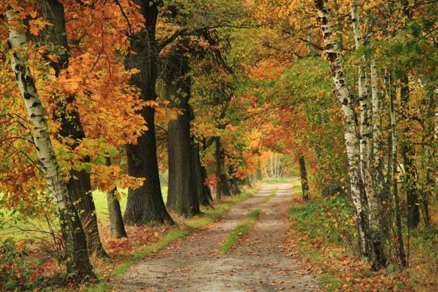 Herbst-Weg Die Wege zwischen den Teichen bei Holscha (Oberlausitz, Sachsen) sind zu dieser Jahreszeit besonders schön. Copyright: xZoonar.com JensxBeyerx 5274507