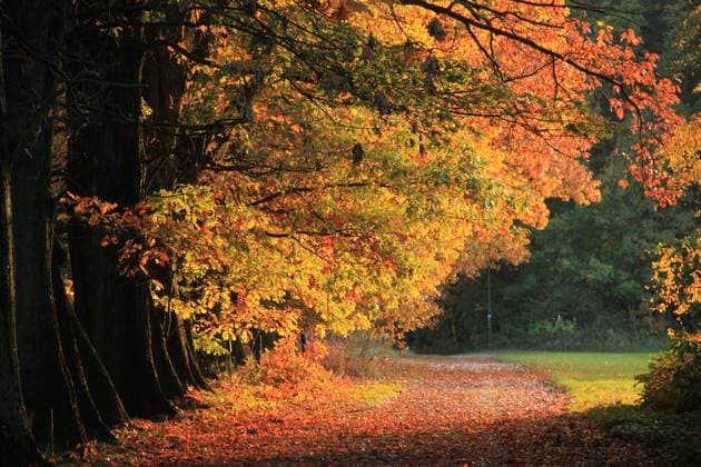 Herbstabend Herbst in der Oberlausitz Copyright: xZoonar.com JensxBeyerx 5279732