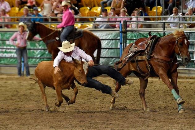 TAMWORTH COUNTRY MUSIC FESTIVAL 2024, Riders compete in the steer wrestling at the 2024 ABCRA National Finals Rodeo during the 52nd Tamworth Country Music Festival in Tamworth, New South Wales, Friday, January 26, 2024. The biggest music festival in the country returns, with the 52nd Golden Guitar awards to be announced. ( NO ARCHIVING, EDITORIAL USE ONLY, NO USE IN BOOKS WITHOUT CONSENT TAMWORTH NEW SOUTH WALES AUSTRALIA  Copyright: xBIANCAxDExMARCHIx 20240126001893881999