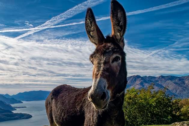 Donkey close-up on a mountain of Lake Como Donkey close-up on a mountain of Lake Como Copyright: xZoonar.com NicolaxColombox 20997805