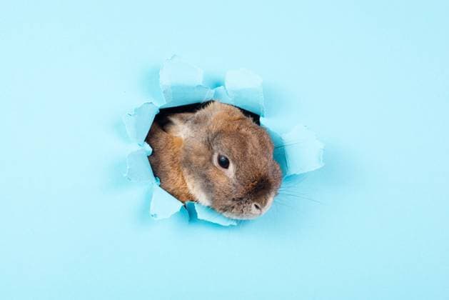 Curious easter bunny or rabbit peeking through a hole, holiday in spring, greeting card Curious easter bunny or rabbit peeking through a hole, holiday in spring, greeting card Copyright: xZoonar.com BeritxKesslerx 21011957