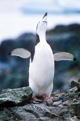 Creative Highlights World Chinstrap penguin (Pygoscelis antarctica) on Half Moon Island, Bransfield Strait, Antarctica Chinstrap penguin (Pygoscelis antarctica) on Half Moon Island, Bransfield Strait, Antarctica <br>Model Release: No<br>Property Release: No EDITORIAL USE ONLY Copyright: xx VOW3-085 JoexSohmx voaphotos018830