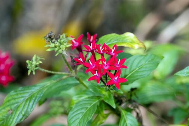 Flowers of an Egyptian starcluster Flowers of an Egyptian starcluster, Pentas lanceolata, on a forest floor. Copyright: xZoonar.com ChristianxWeissx 21031594