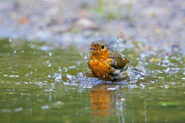  Rotkehlchen (Erithacus rubecula) beim Baden und Planschen im flachen Wasser eines Teiches oder Baches *** Robin erithacus rubecula at Bathing and splash around at flat Water one Ponds Or Baches Copyright: imageBROKER/alimdix/xArterrax/xSven-ErikxArndt ibltsm10118461.jpg