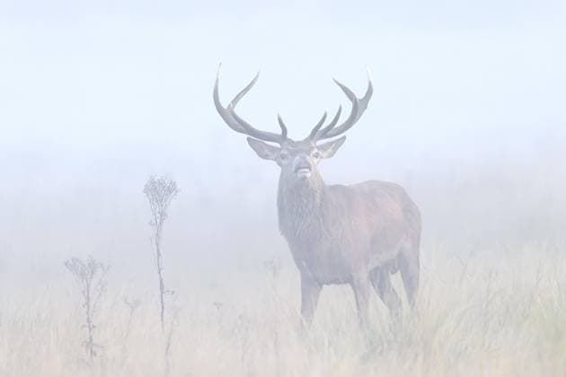 Rothirsch (Cervus elaphus) bei der Flehmen Reaktion im Grasland im frühen Morgennebel während der Brunft im Herbst, Herbst *** Red Deer Cervus elaphus at the Flemish Reaction at Grassland at early Morning mist during the Brunft at Fall, Autumn Copyright: imageBROKER alimdix xArterrax xSven-ErikxArndt ibltsm10118472.jpg