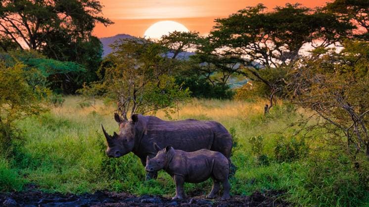 White Rhino in the bush Kruger Game reserveSouth Africa White Rhino in the bush of the Blue Canyon Conservancy in South Africa near Kruger National Park, White rhinoceros, Wild African White Rhino, South Africa Copyright: xZoonar.com FokkexBaarssenx 21037321