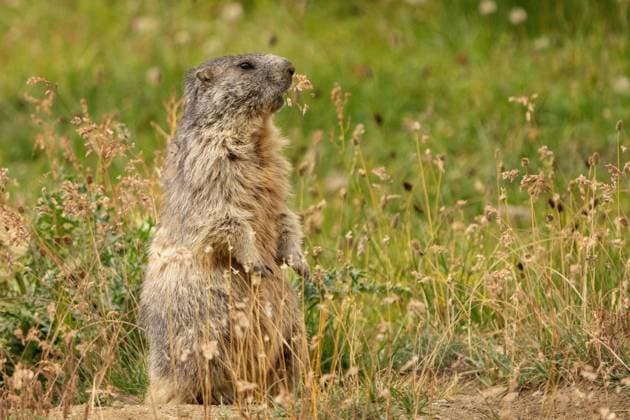 Murmeltier (Marmota marmota) Gran Paradiso Nationalpark Italien *** Marmot Marmota Marmota Gran Paradiso National Park Italy Copyright: imageBROKER xLoredanaxDexSole ibllld10104190.jpg