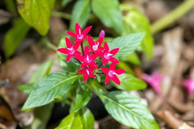Flowers of an Egyptian starcluster Flowers of an Egyptian starcluster, Pentas lanceolata, on a forest floor. Copyright: xZoonar.com ChristianxWeissx 21031627