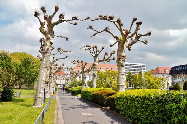 Public hospital building. University hospital in Mainz Germany. Green public park and buildings. Uni Public hospital building. University hospital in Mainz Germany. Green public park and buildings. University clinic mainz Rhineland Palatinate in Germany Copyright: xZoonar.com Smilla72!x 21024028