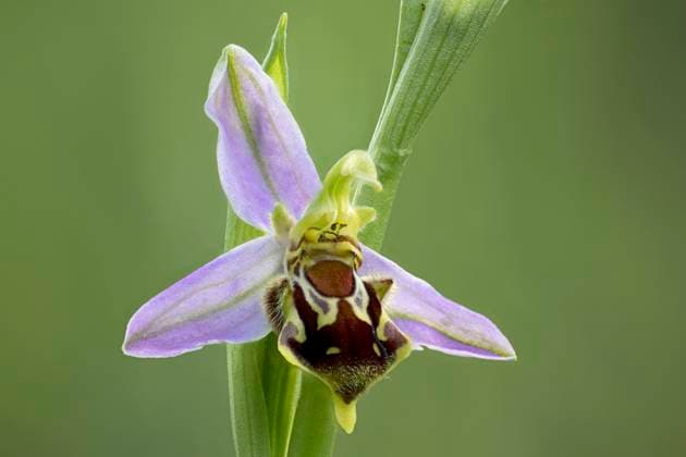 Bienenragwurz *** Bienenragwurz Copyright: imageBROKER ibxrer10121468.jpg
