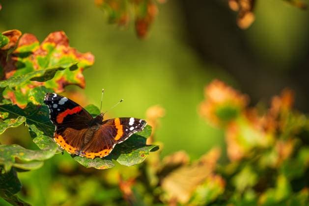 Red Admiral butterfly in autumn sun. Red Admiral butterfly in autumn sun. Copyright: xZoonar.com BernhardxKlarx 21042842