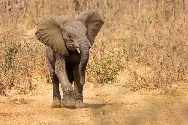 Creative Highlights World An aggressive African elephant (Loxodonta africana) An aggressive African elephant (Loxodonta africana), Kruger National Park, South Africa Copyright: xZoonar.com NicoxSmitx 21043474