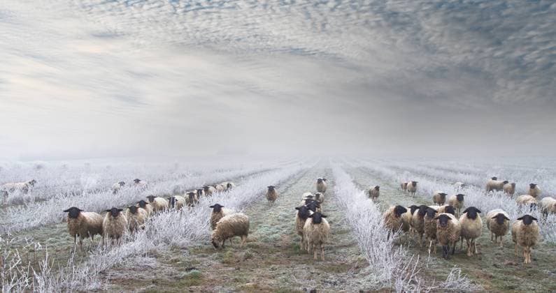 weed control with herd of sheep in the snow. Grazing Animals, Sheep Herd in a plantation of Aronia weed control with herd of sheep in the snow. Grazing Animals, Sheep Herd in a plantation of Aronia shrubs, chokeberry - fruits. freezing rain storm with fog in Winter frosty landscape covered by ice Copyright: xZoonar.com Smilla72!x 21041303