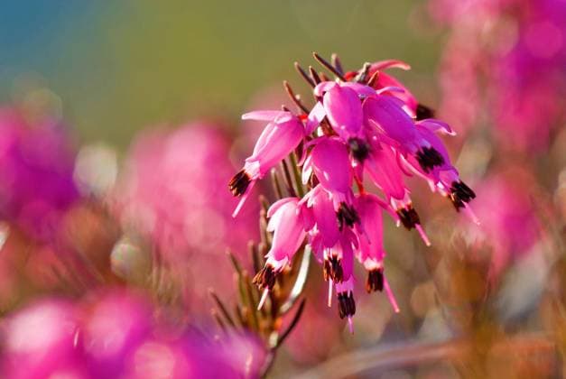 Schneeheide (Erica carnea) im Gegenlicht *** Snow heath Erica carnea at Gegenlicht Copyright: imageBROKER Dirkxv.xMallinckrodt ibldvm10122582.jpg