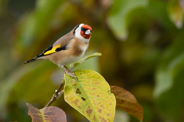 Stieglitz (Carduelis carduelis), Altvogel im Herbstlaub eines Magnolienbaums im Garten, Suffolk, England, Großbritannien, Europa *** Stieglitz carduelis carduelis , Altvogel at Autumn leaves one Magnolia tree at Garden, Suffolk, England, Great Britain, Europe Copyright: imageBROKER KevinxSawford ibxksa10109116.jpg