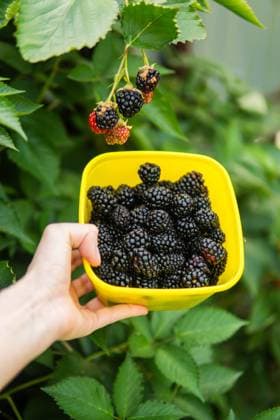 IMAGO Creative: Jahreszeit Herbst im Garten Cropped image of woman harvesting blackberries from plants at fa Texas City, Texas, United States CR_INCH240125AA-1341088-01