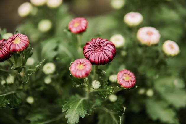 Close-up of chrysanthemums in the garden Texas City, Texas, United States R_INCH240125AA-1341083-01