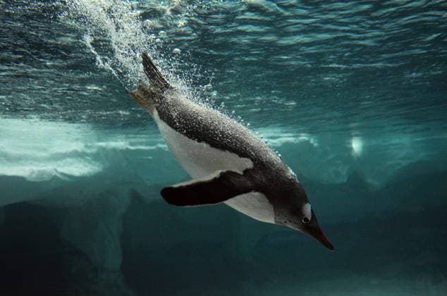 Creative Highlights World Gentoo Penguin swim underwater Gentoo Penguin swim underwater in the Arctic ocean Gold Coast Queensland Australia EDITORIAL USE ONLY Copyright: xx RafaelxBen-Ari xChameleonsxEyex cewitness032682